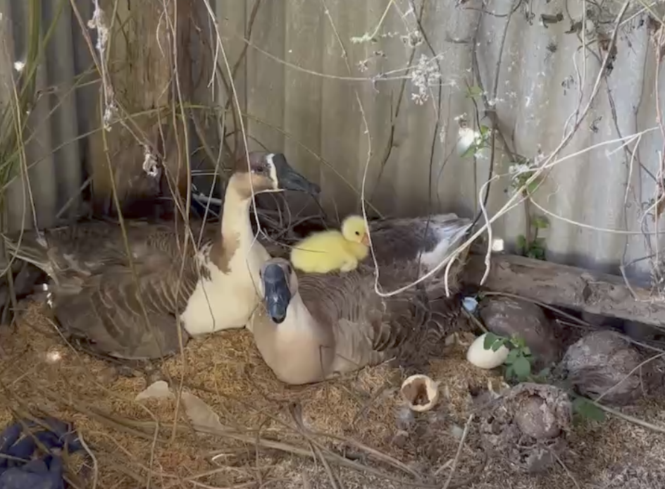 サンプル画像