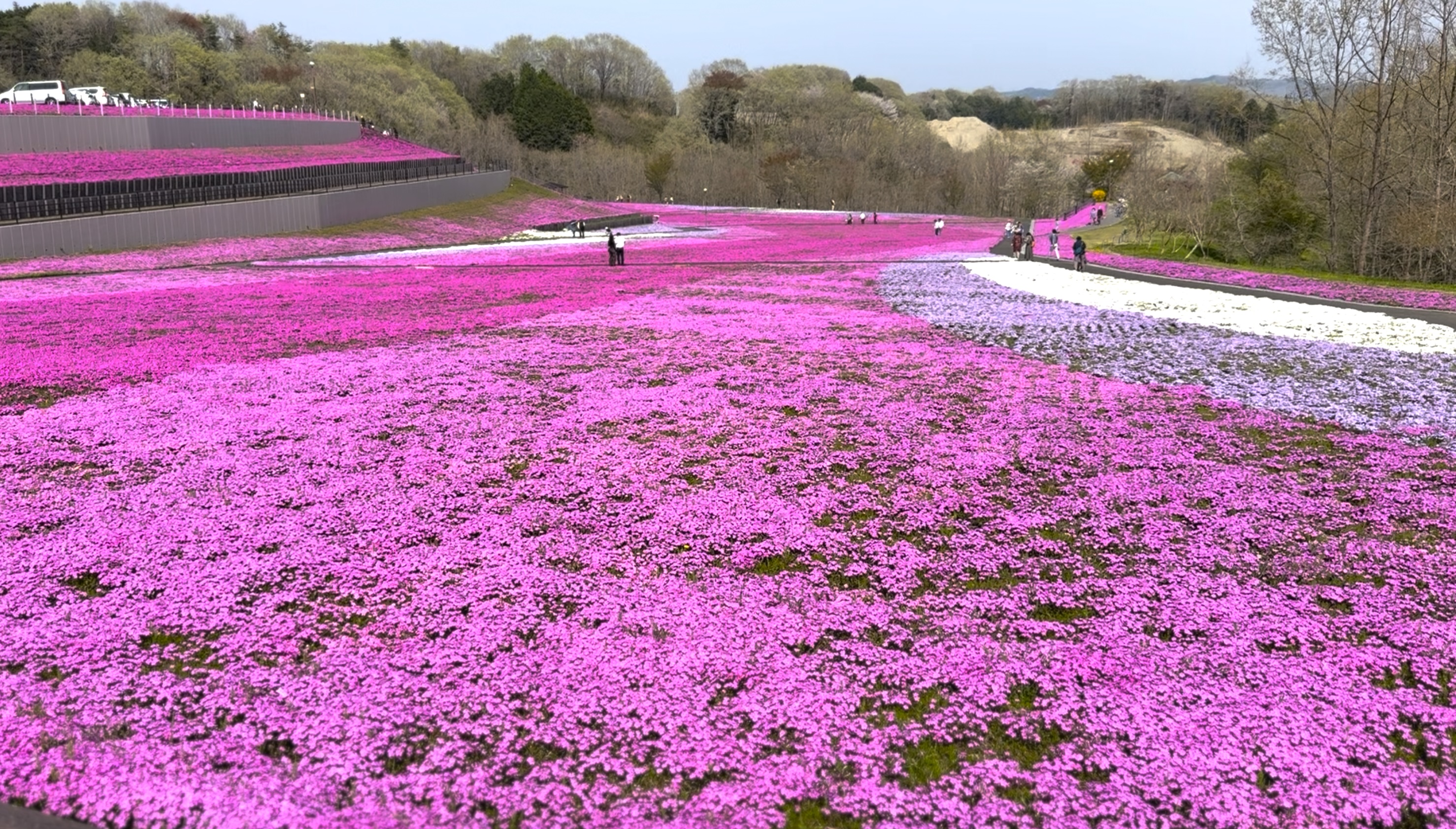 サンプル画像