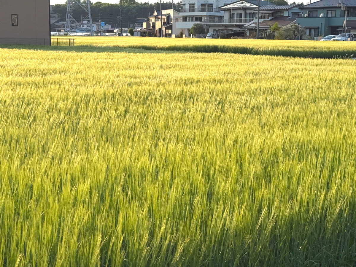 サンプル画像