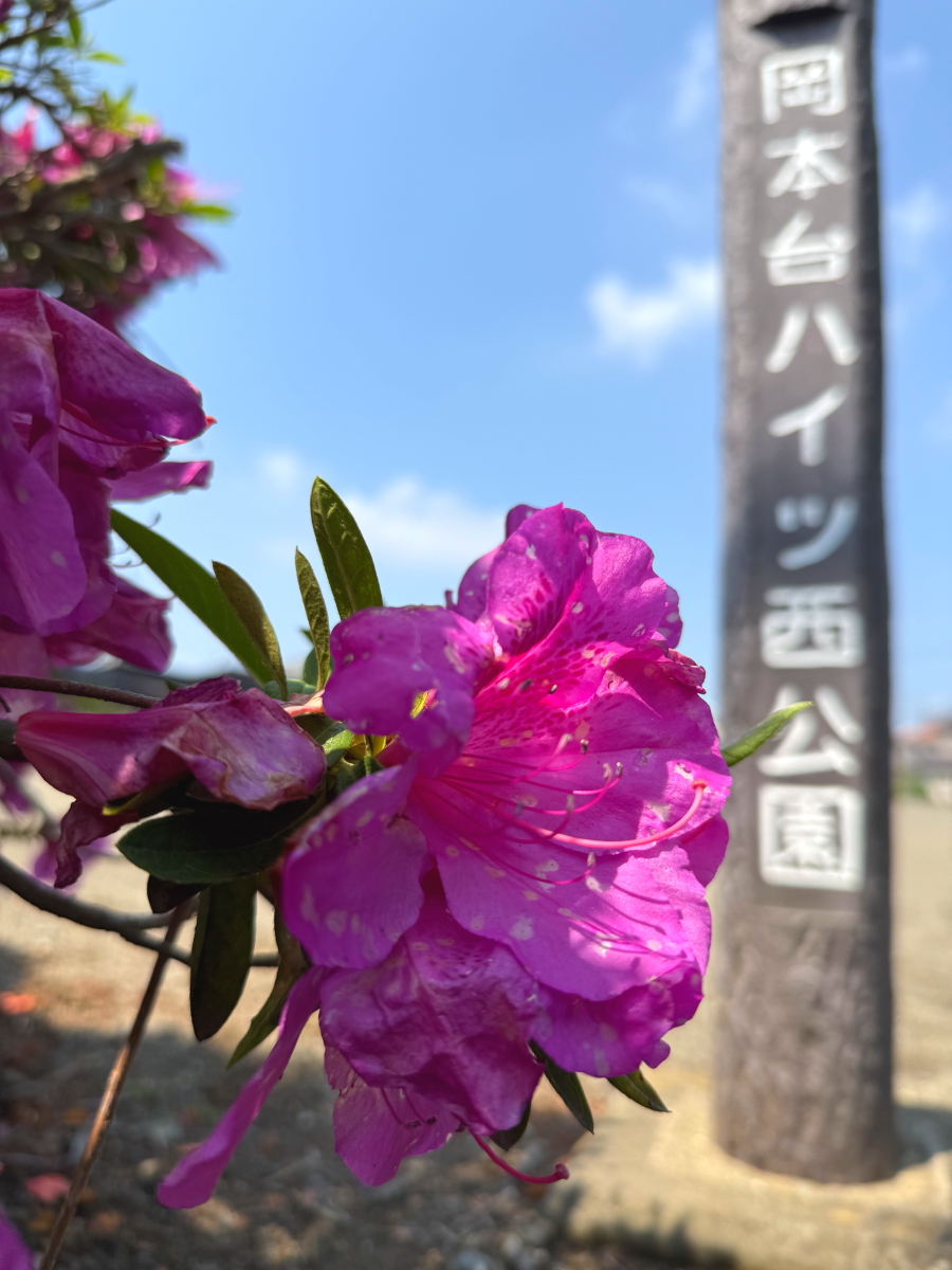 サンプル画像