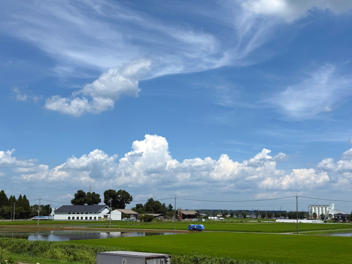 サンプル画像