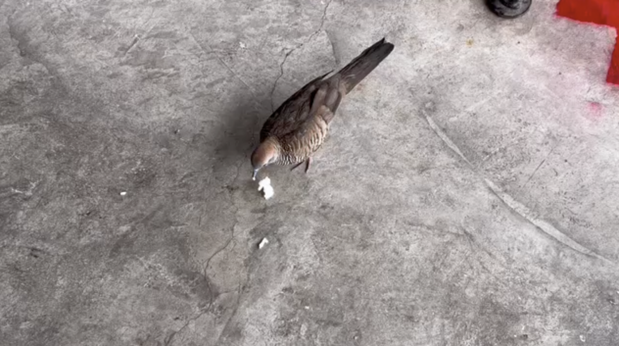 サンプル画像