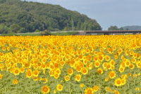 ひまわり写真