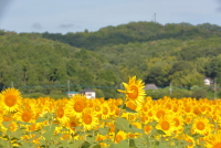 ひまわり写真