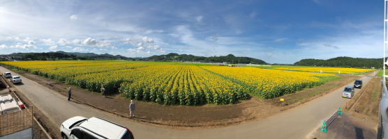 ひまわり写真